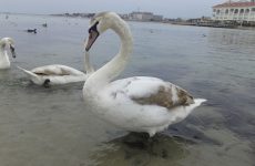 Лебеди в бухте Омега, Севастополь