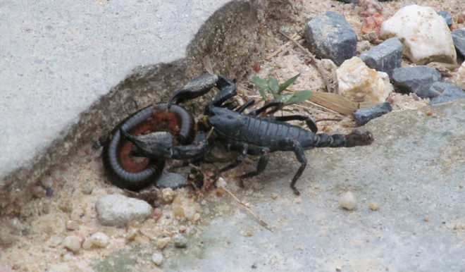 скорпион на острове Панган