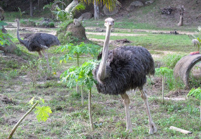 страусы на Пангане