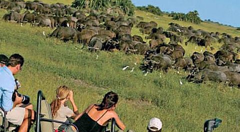 туристы смотрят на стадо буйволов