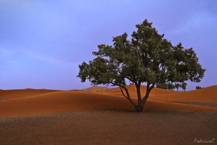 Merzouga-desert-tree