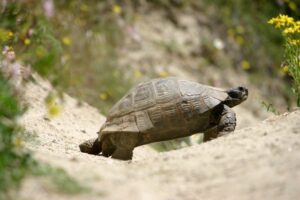 Черепаха в Каппадокии