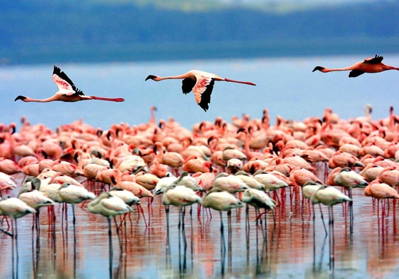 Озеро Маньяра – фламинго