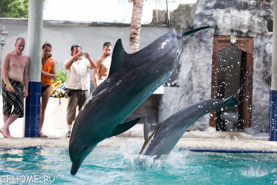 Дельфины в Ловине