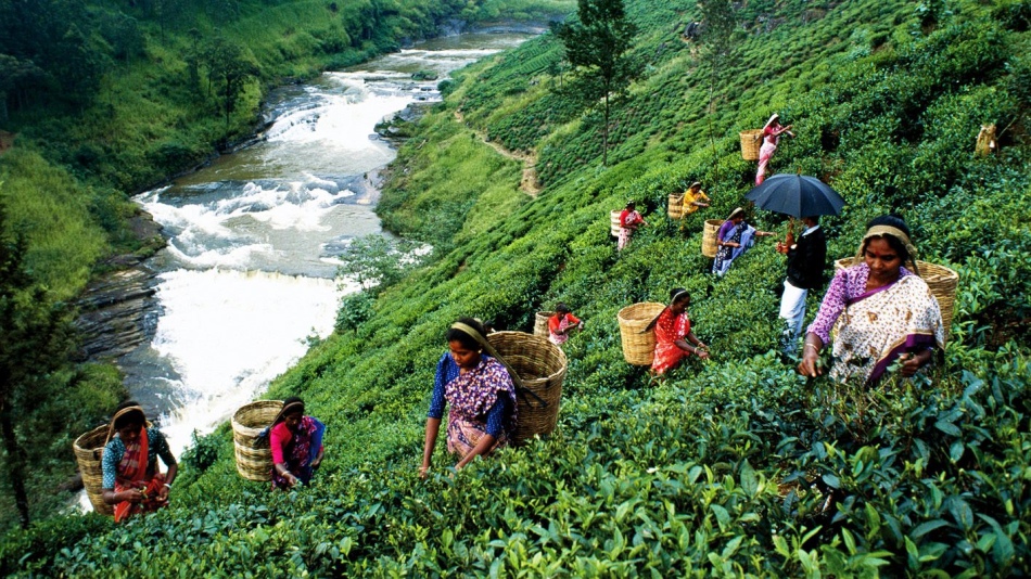 Чайные плантации на шри-ланке