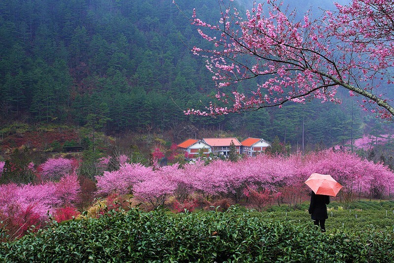цветение сакуры Тайвань