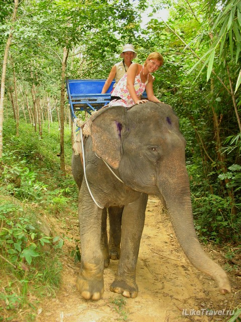 Прогулка на слонах, Краби, Таиланд