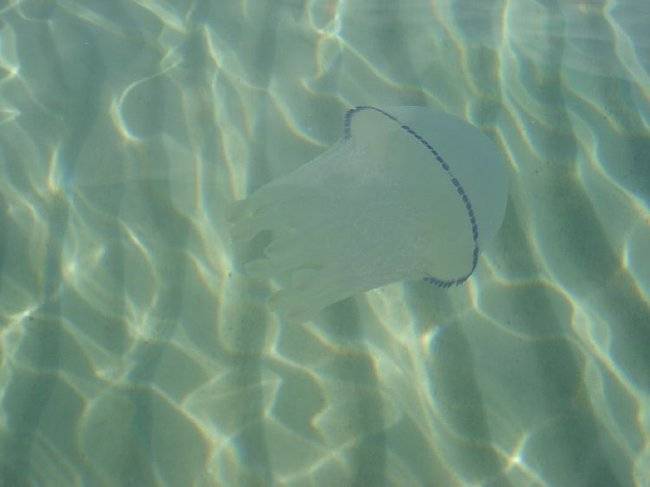 медуза-юпитер