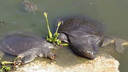 Ручей Александер - уникальный природный заповедник мягкотелых черепах