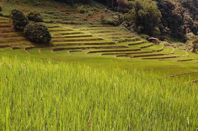 Бага плантации риса