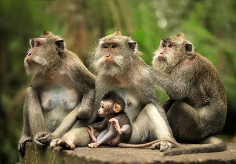 Бали Лес обезьян