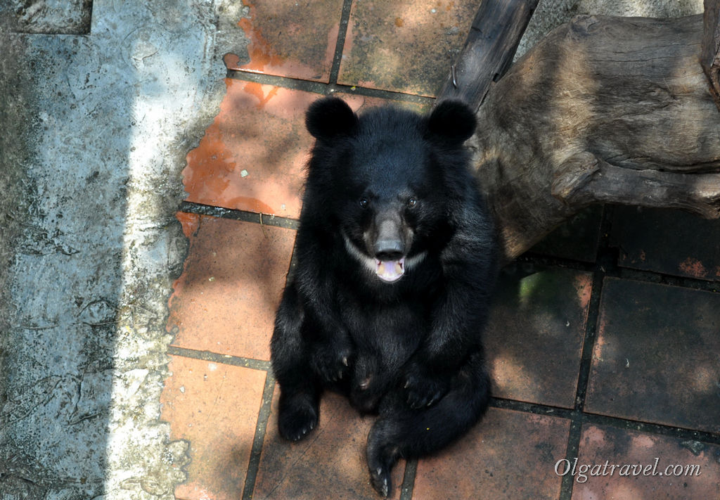 медведи в парке Янг Бей