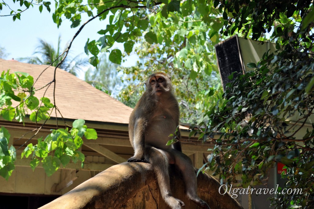 обезьяны в Таиланде