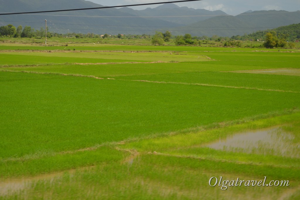 Нячанг рисовые поля
