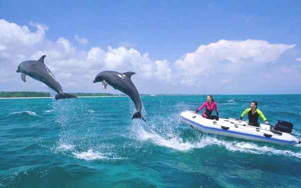 Багамские острова. Дельфины