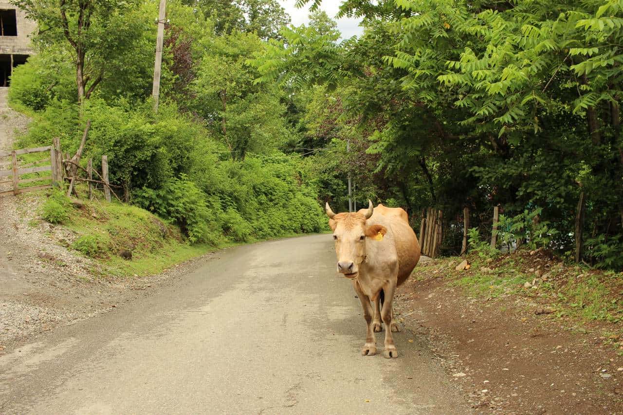 Грузинские коровы, гуляющие по дорогам