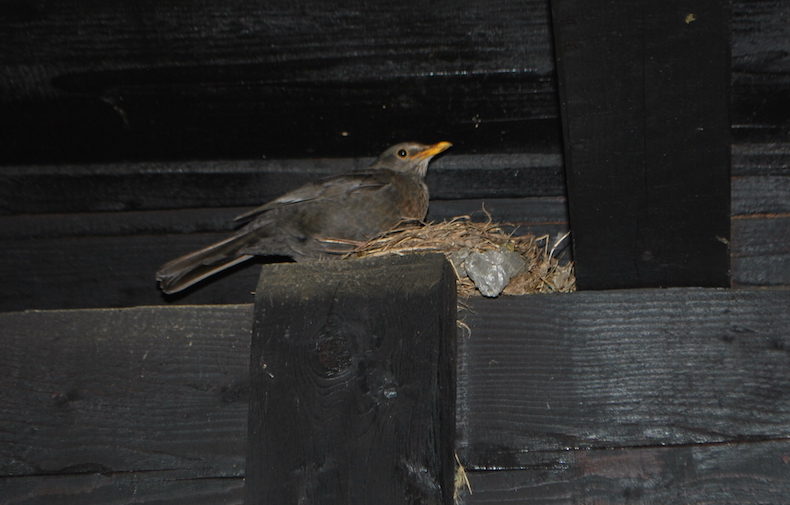 на балконе нашего домика имелось гнездо с птенцами