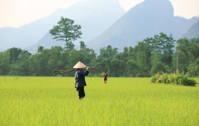 Типичный вьетнамский пейзаж