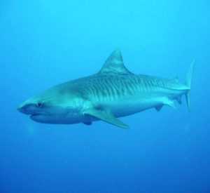 В Южно-Китайском море водится много видов акул