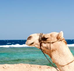 В разгар лета в Египте в самую жару без опаски могут отдохнуть на пляже разве что самые выносливые и верблюды!