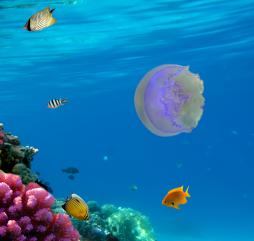 Фиолетовые медузы могут неприятно жалить при соприкосновении с кожей
