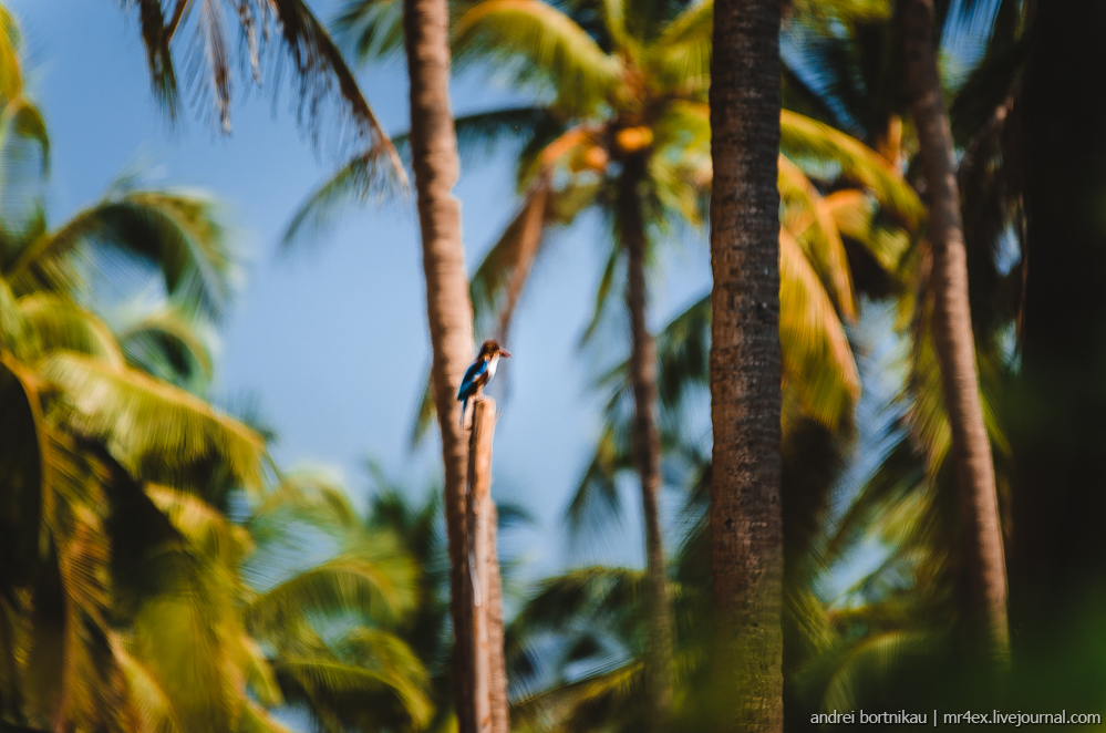 Индия, Гоа, Зимородок, Goa, Kingfisher