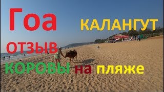 Гоа отдых 2018 Калангут отзыв+коровы на пляже как обманывают туристов.