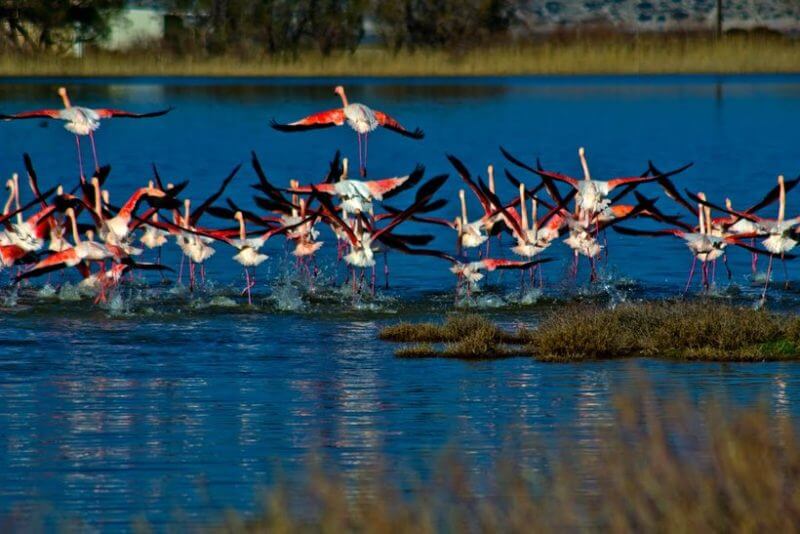 Фламинго на озере Алико