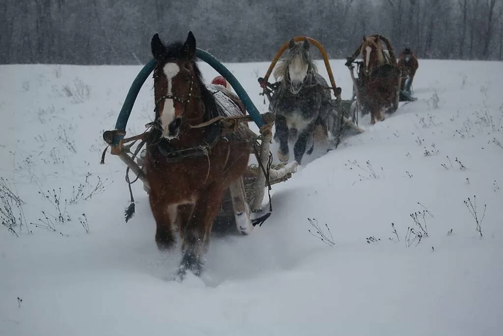 Лошадь запряженная в сани