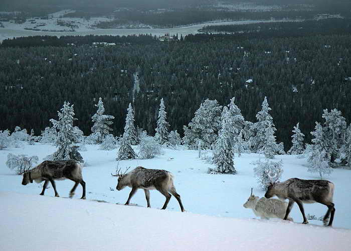 Отдых на новый год в финляндии