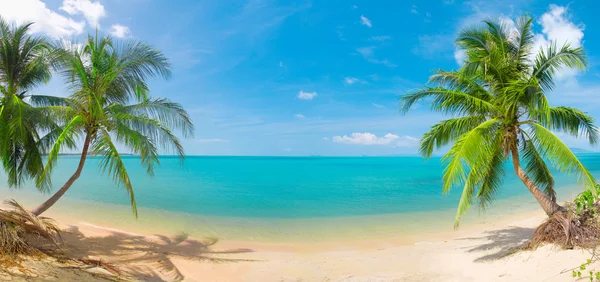 Панорамный тропический пляж с кокосом pa — стоковое фото