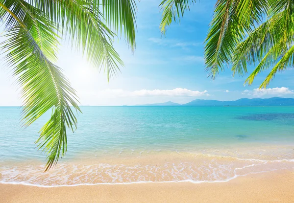 Пляж с кокосовой пальмы и море — стоковое фото